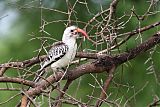 Northern Red-billed Hornbillborder=